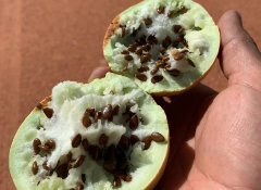 Масло семян Дыни Калахари нерафинированное