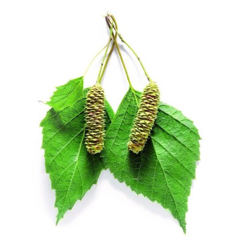 Гидролат Листьев Березы  