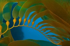 Биоферментированная Ламинария